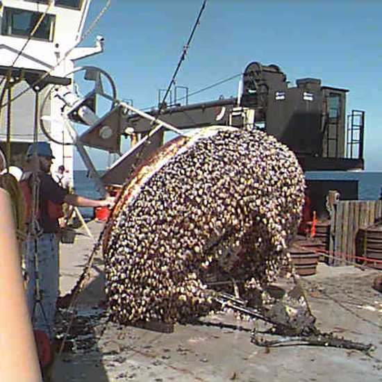 Barnacle Superglue Finally Comes Unglued