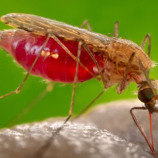 Rare Bacterial Illness Hitting the U.S.