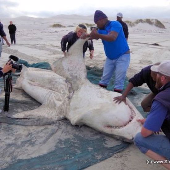 Orcas Are Killing Great Whites Just for their Livers