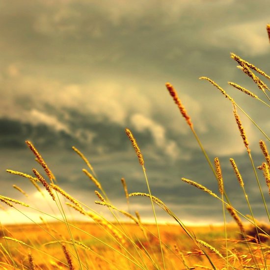 Making Sense of My Crop Circle Experience