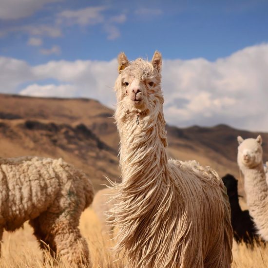 Deadly Unidentified Creature Strikes Again in Kentucky, Killing Six Llamas