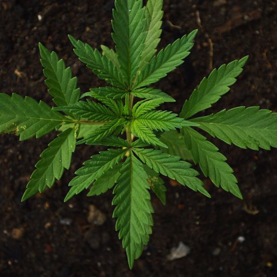 Pot Was Smoked at Funerals 2,500 Years Ago in Asia