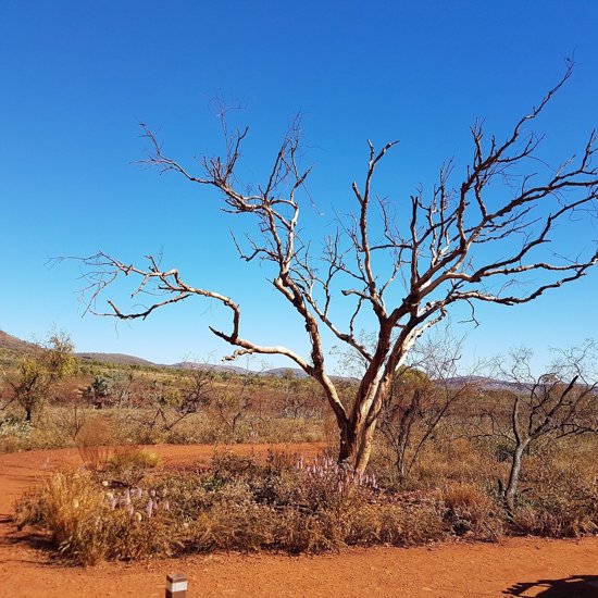 Earliest Life On Earth Discovered In Australian Desert