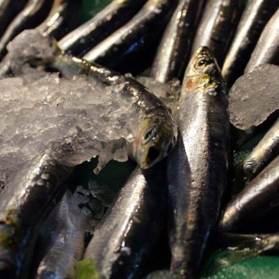 When Giant Anchovies With One Monster Fang Roamed the Seas