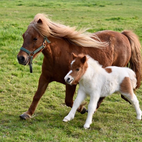 Tiny Prehistoric Horse Was The Size of a Small Dog and Looked Like a Badger