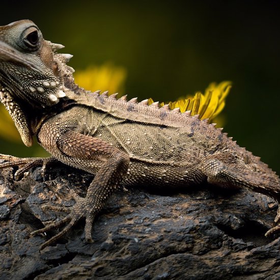 220-Million-Year-Old Reptile Resembled a Cross Between an Anteater and a Chameleon