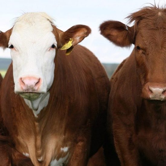 Vultures Mysteriously Avoid Latest Strange Cattle Mutilation in Oregon