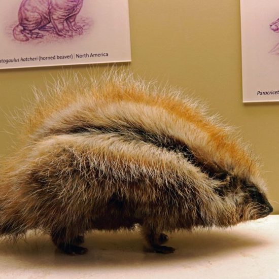 Giant African Rats Figure Out How to Give Themselves Poisonous Fur