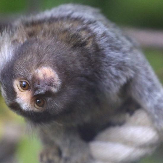 Human Genes Spliced into Monkey Brains — What Could Possibly Go Wrong?