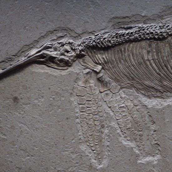 150-Million-Year-Old Reptile Looked Like a Cross Between a Dolphin and a Shark