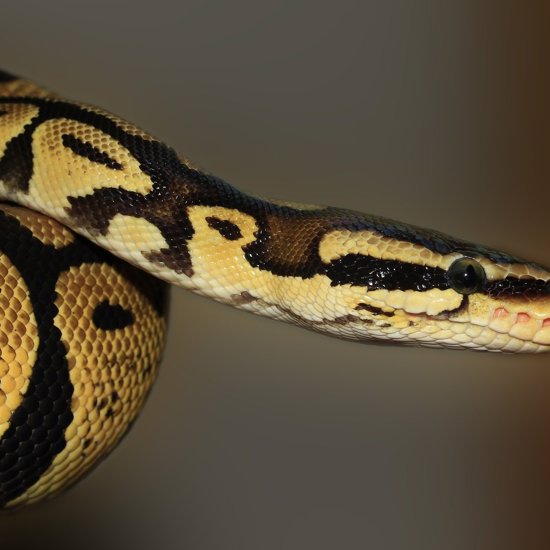 Oldest Python Fossil Dates Back 48 Million Years