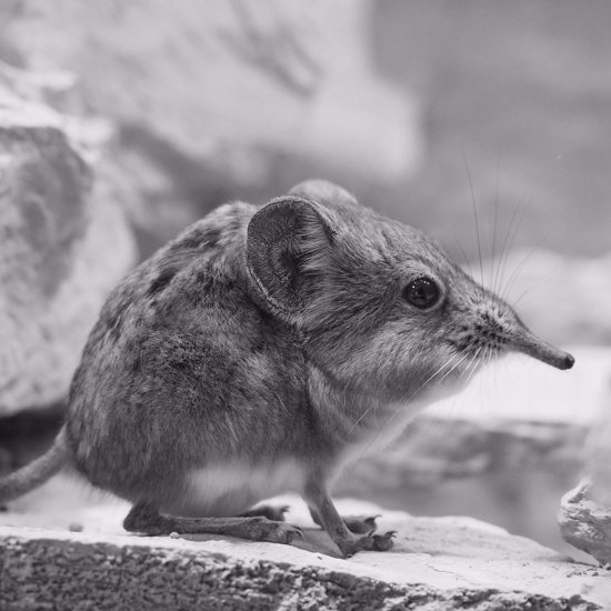 Catalina Island Shrew Thought to Be Extinct Has Been Rediscovered