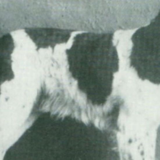 The Fantastic Story of Jim the Wonder Dog