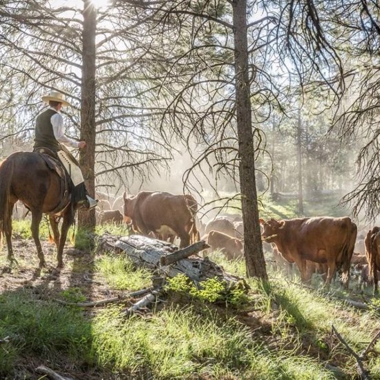The Mysterious Oregon Cattle Mutilation Wave