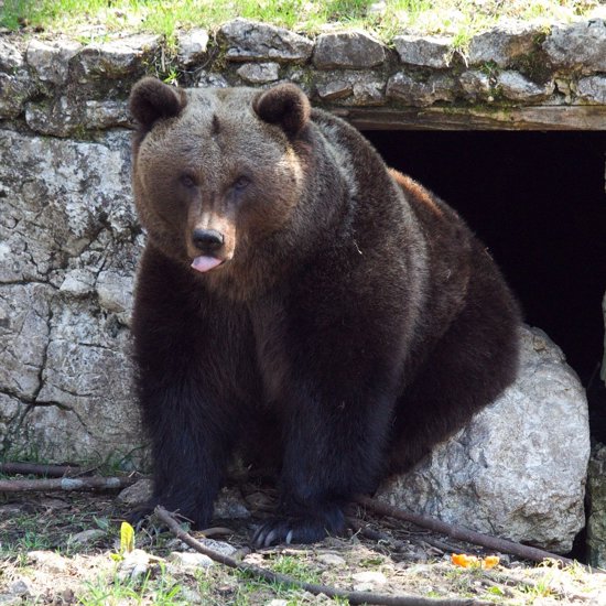 Oldest DNA of an Animal Not Preserved in Permafrost Extracted From a Cave Bear