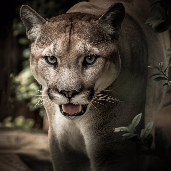 “Massive” Cats Continue to be Spotted in Wales