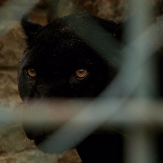 Possible “Beast of Pontybodkin” Captured on Video