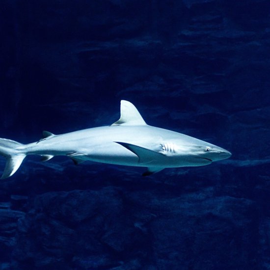 Megalodon Shark Was Much Bigger Than Previously Estimated