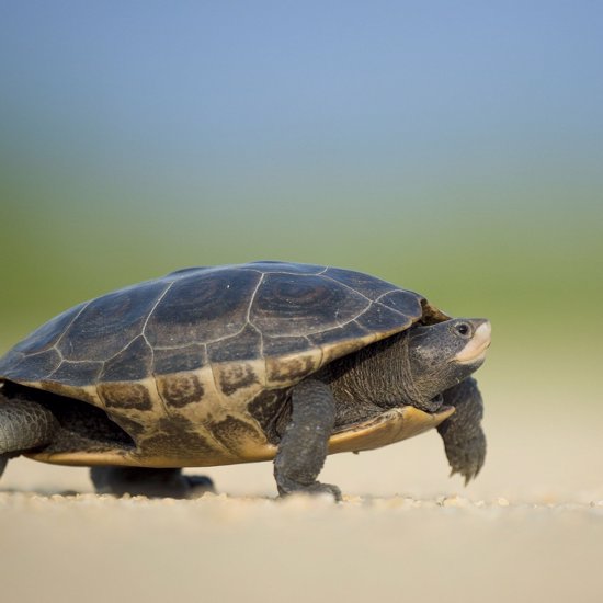 Ancient Turtle Found in a Church Pillar and a Small Mammal That Lived With the Dinosaurs
