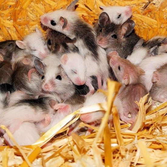 Mouse Embryos Grown Outside of Womb — Humans May Be Next