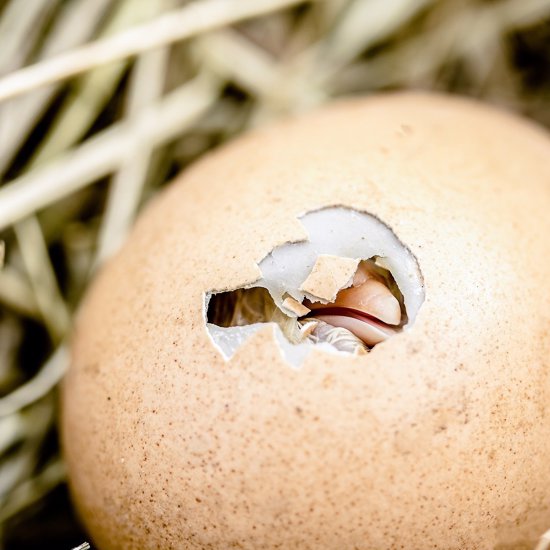 90-Million-Year-Old Egg With Embryo Was Laid by a Human-Sized Turtle