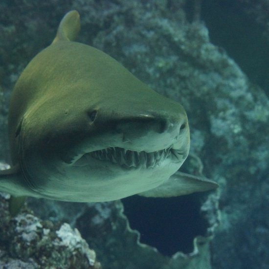Fossil Park Visitor Discovers Rare Shark Tooth in Texas