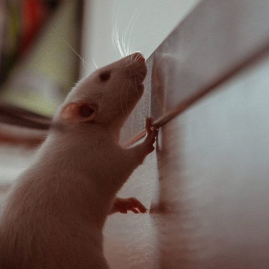 Scientist Trains Rats to Play Doom II