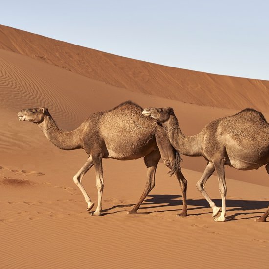 Ancient Depiction of Camel Hybrids Found in an Iraqi Temple