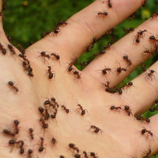 Moon Gas, Incantation Bowls, Cancer-Sniffing Ants and More Mysterious News Briefly — March 11, 2022
