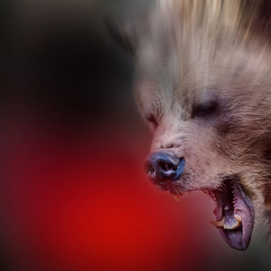 Mysterious Ninja Bear Attacks Cattle in Japan - a New Cryptid?