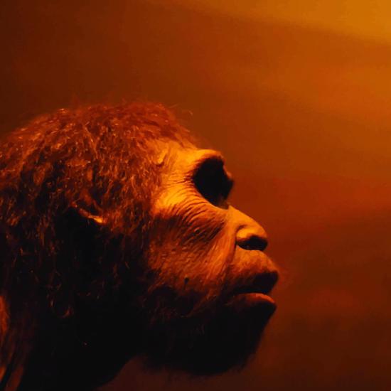 Archaeologists Discover 3 Million-Year-Old Tools From an Unexpected Human Relative