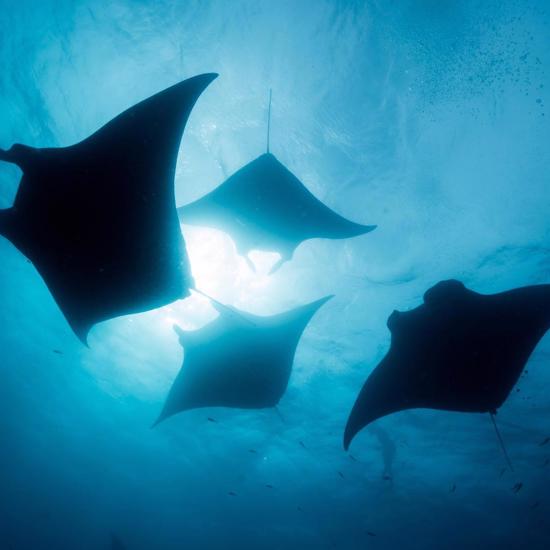 Mysterious Manta-like Lake Monsters in South America 